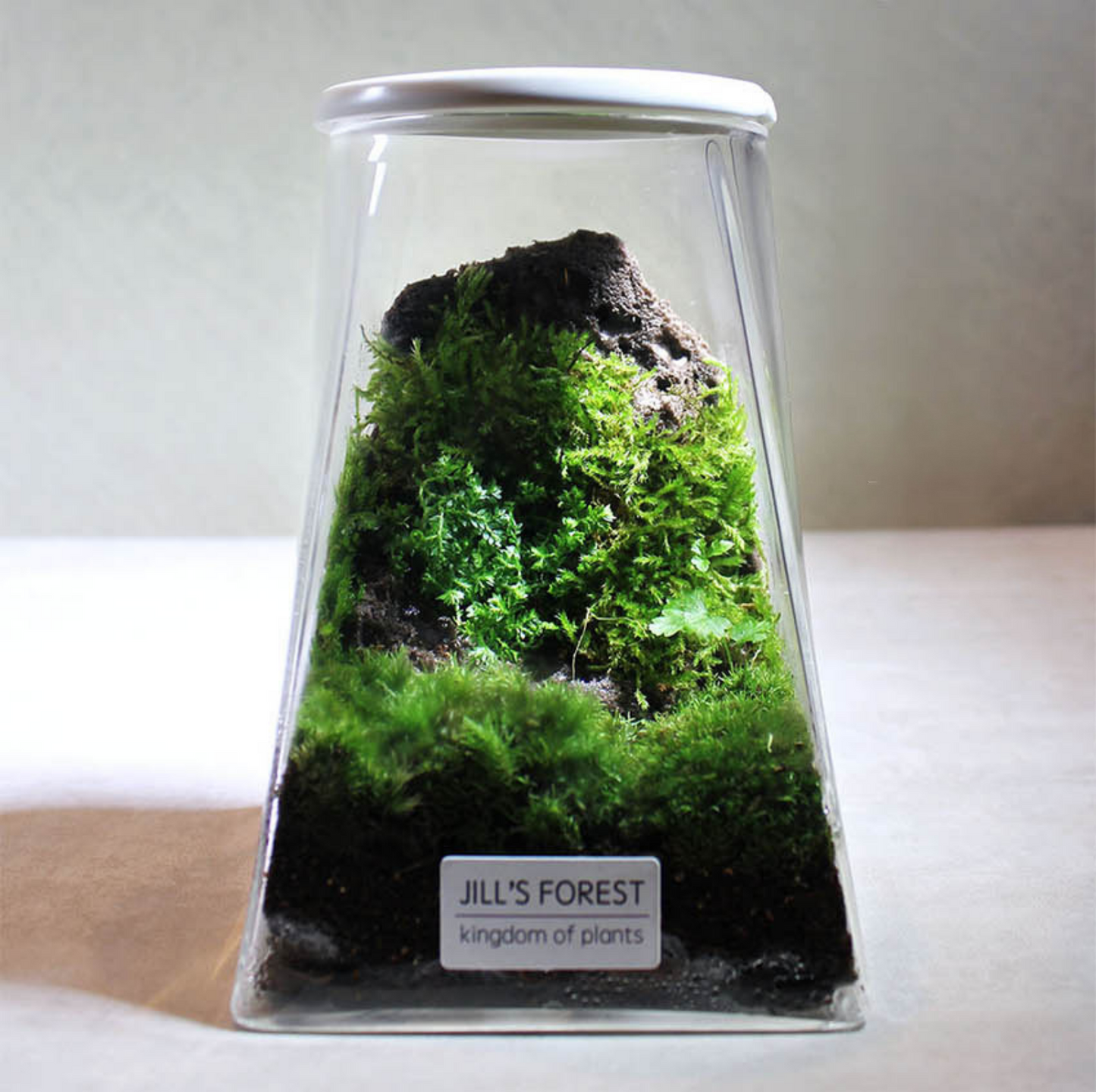 Miniature Rainforest Ecosystem Collection