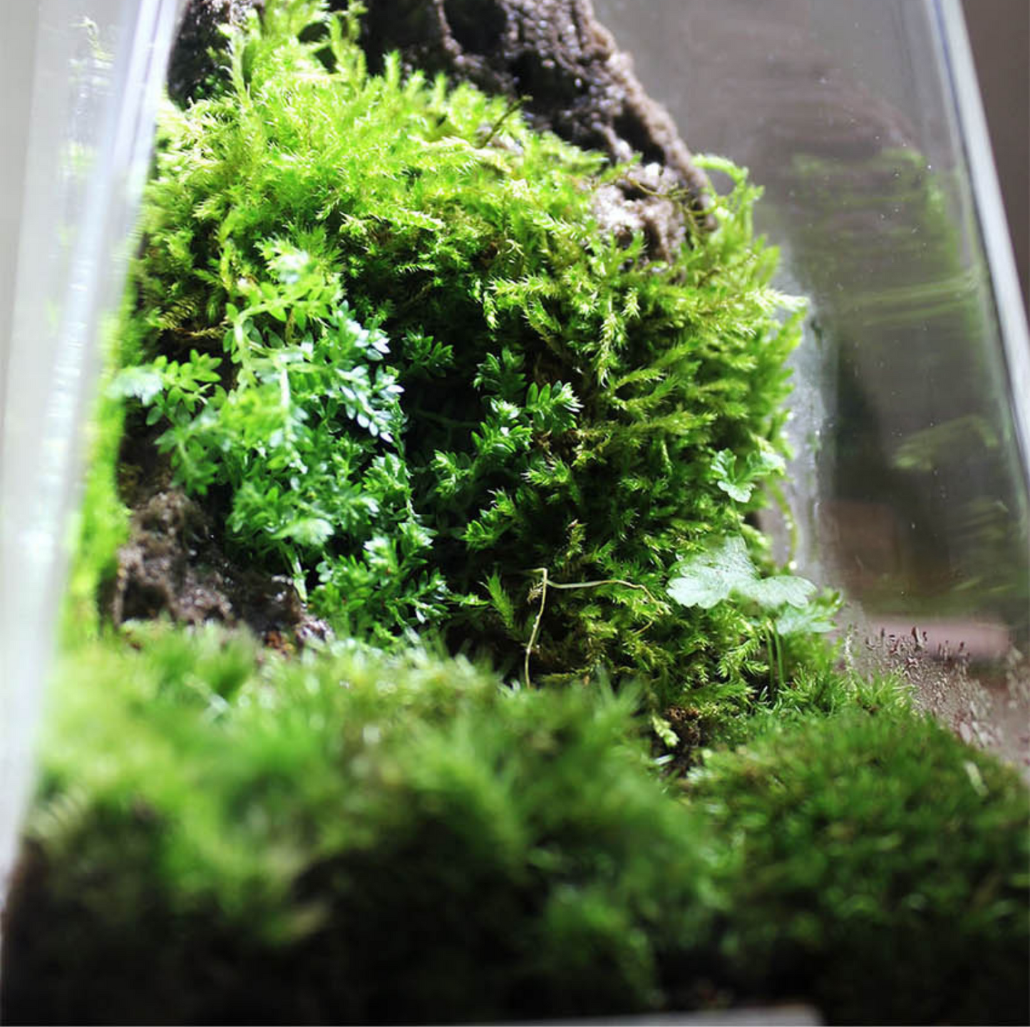 Miniature Rainforest Ecosystem Collection