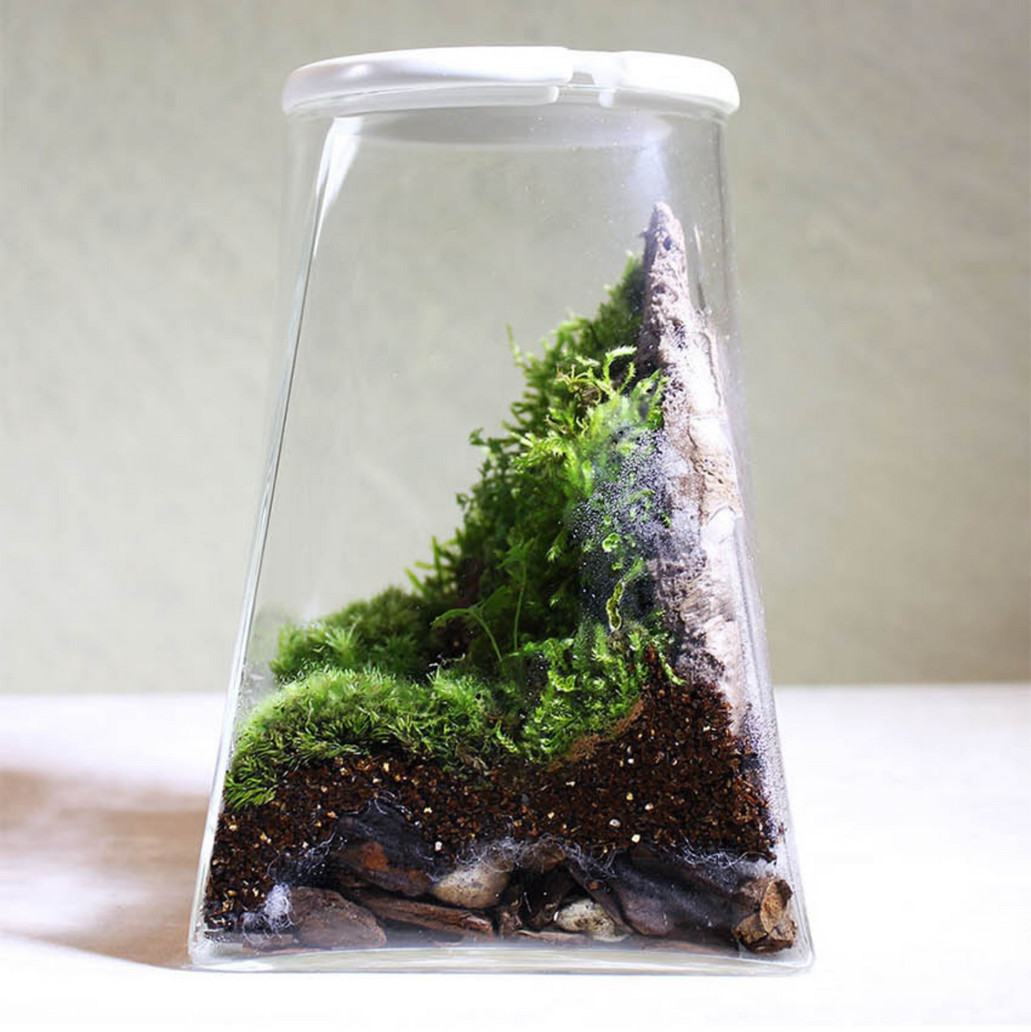 Miniature Rainforest Ecosystem Collection