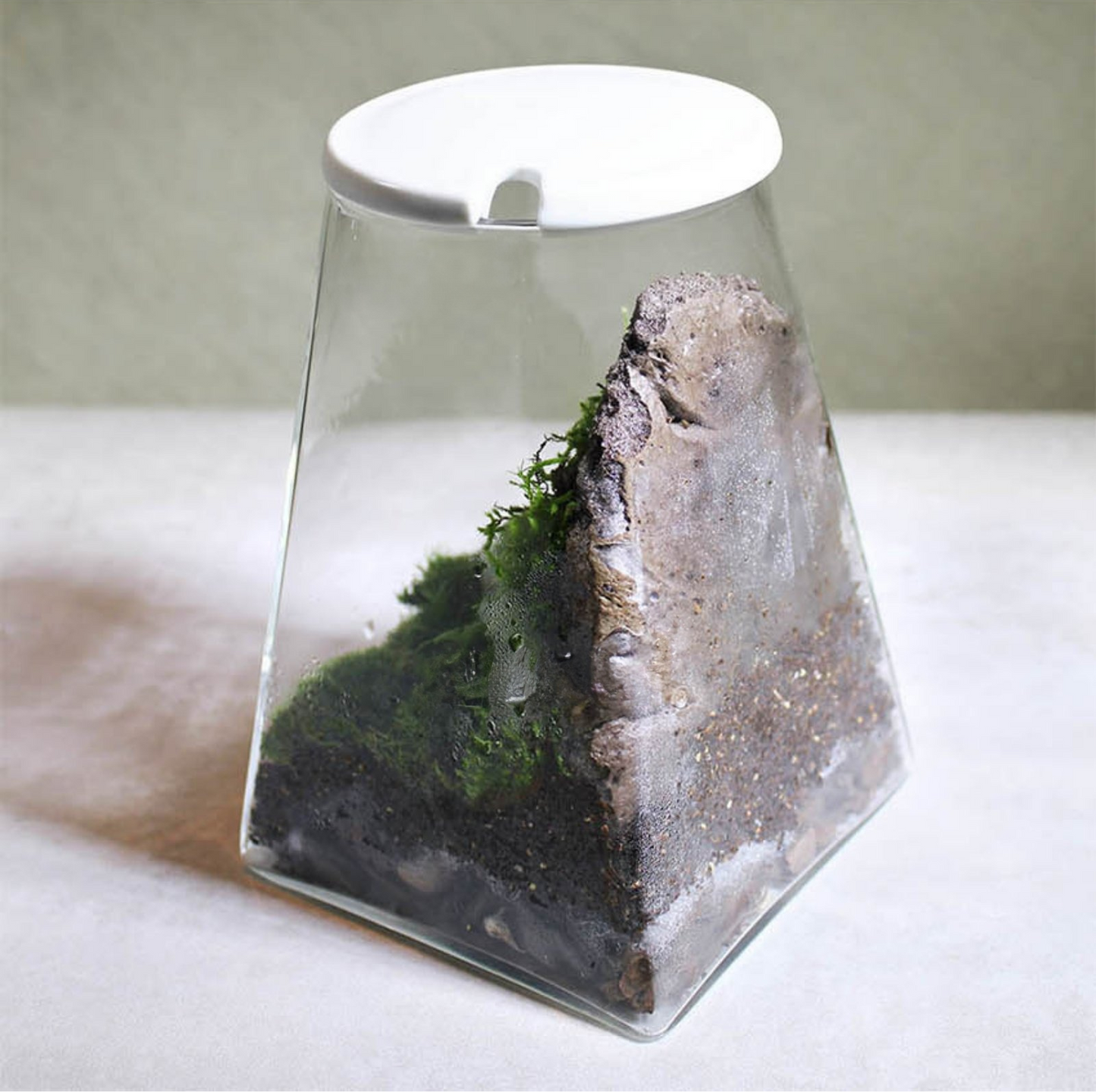 Miniature Rainforest Ecosystem Collection