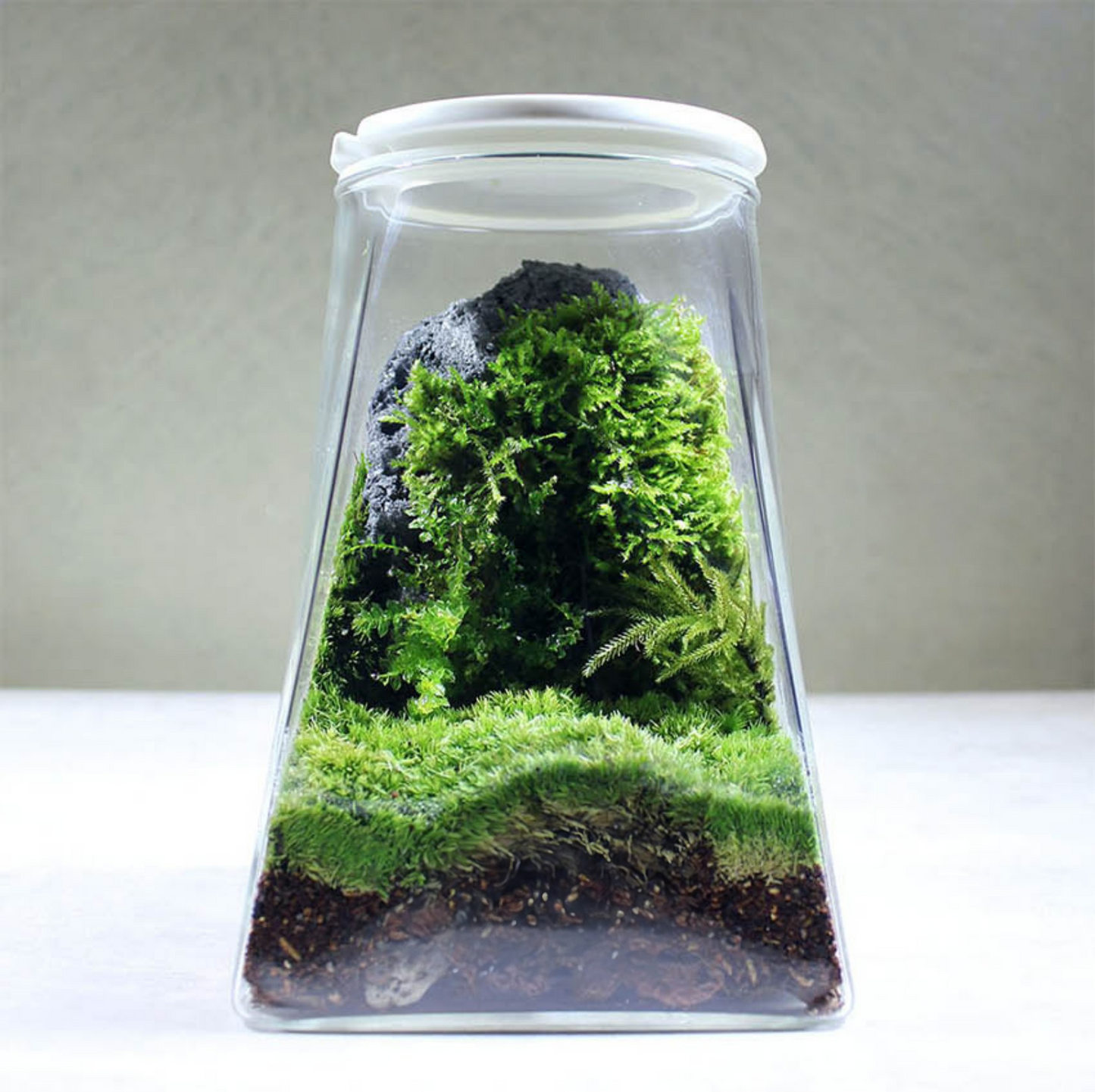 Miniature Rainforest Ecosystem Collection