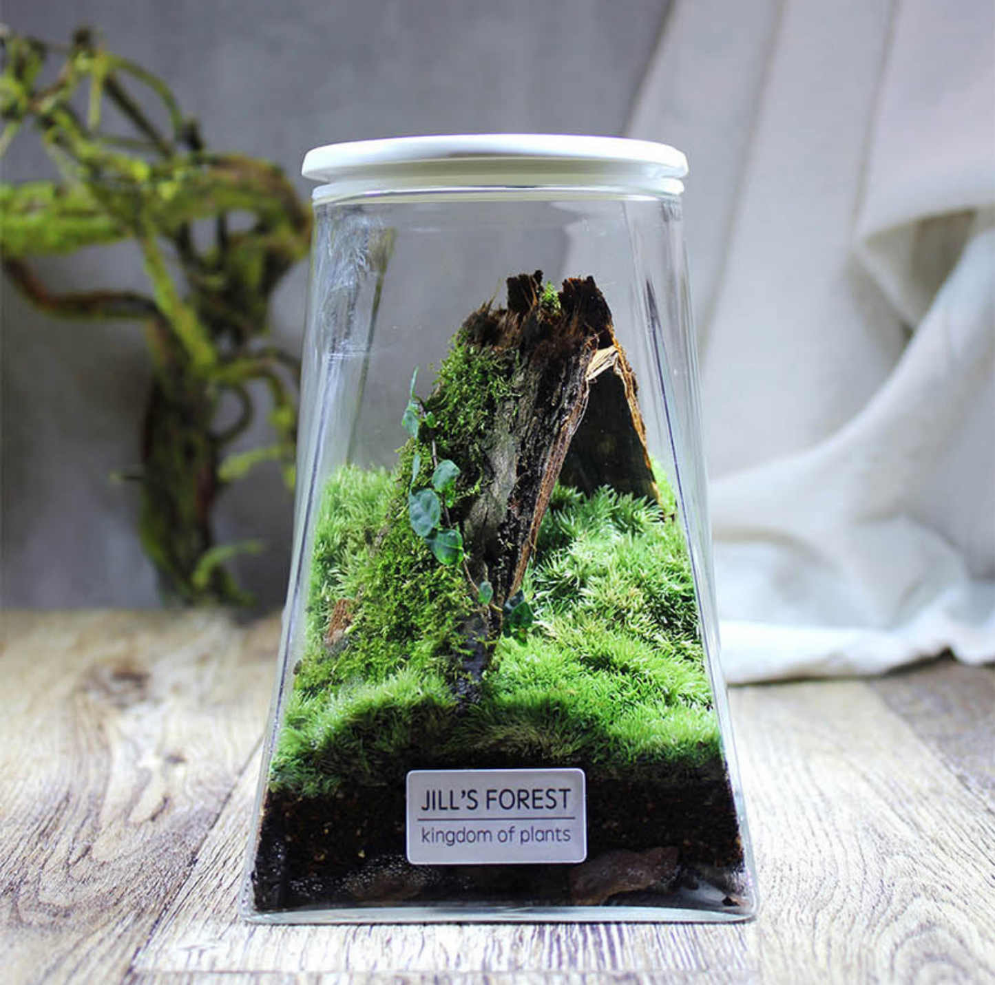 Miniature Rainforest Ecosystem Collection