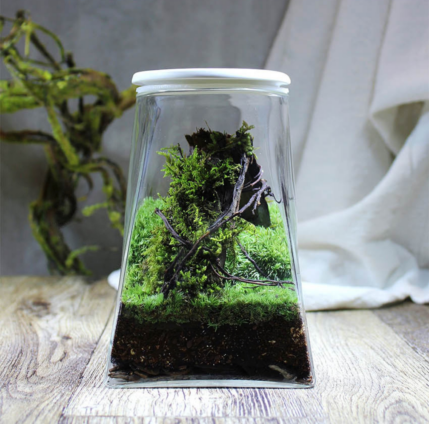 Miniature Rainforest Ecosystem Collection