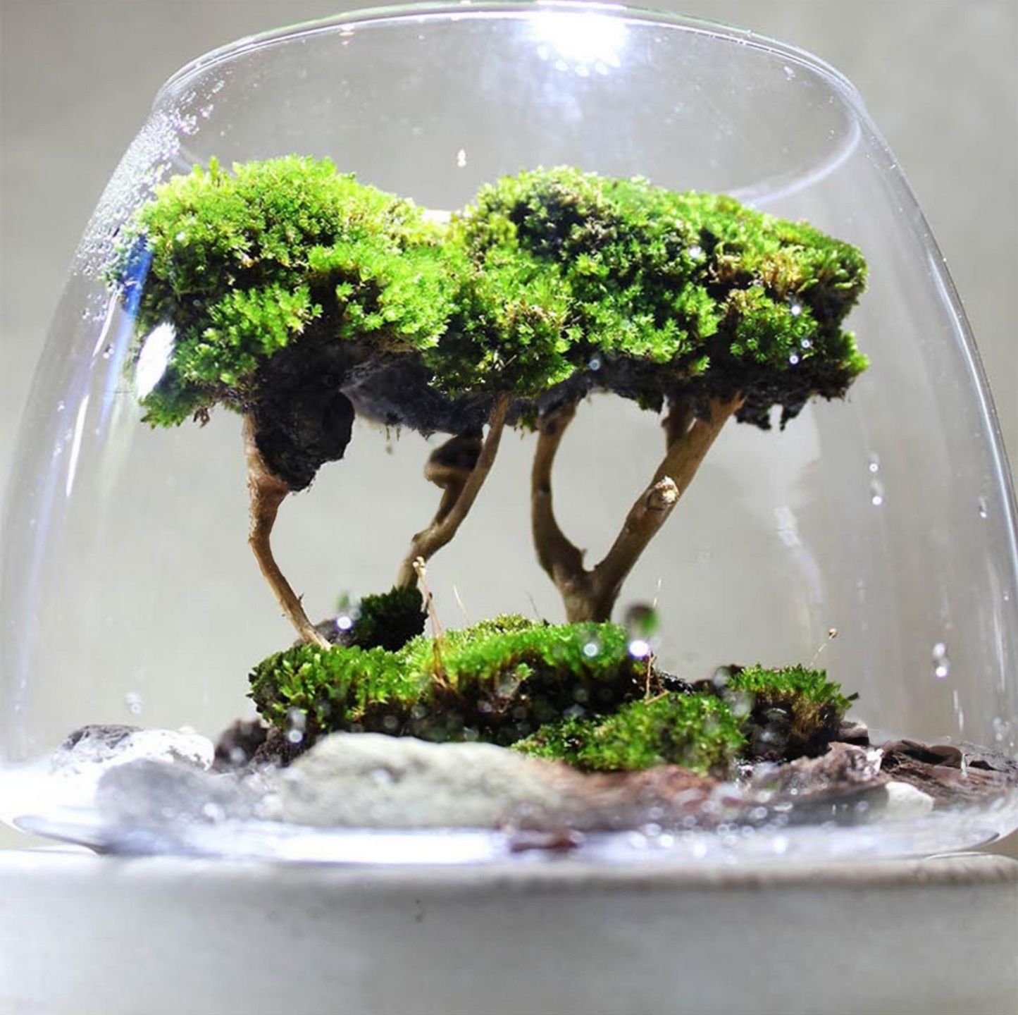 Miniature Rainforest Ecosystem Collection