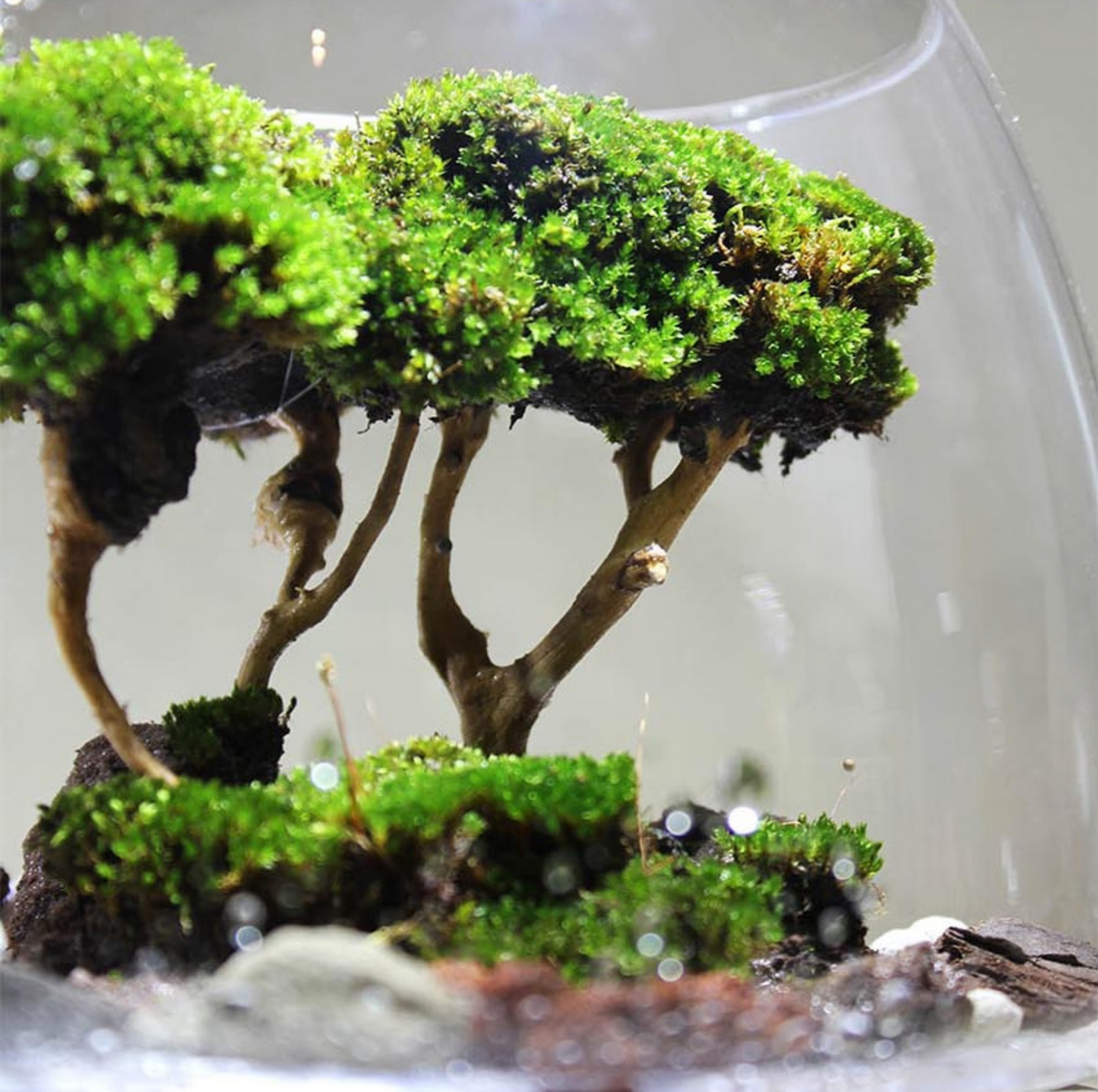 Miniature Rainforest Ecosystem Collection