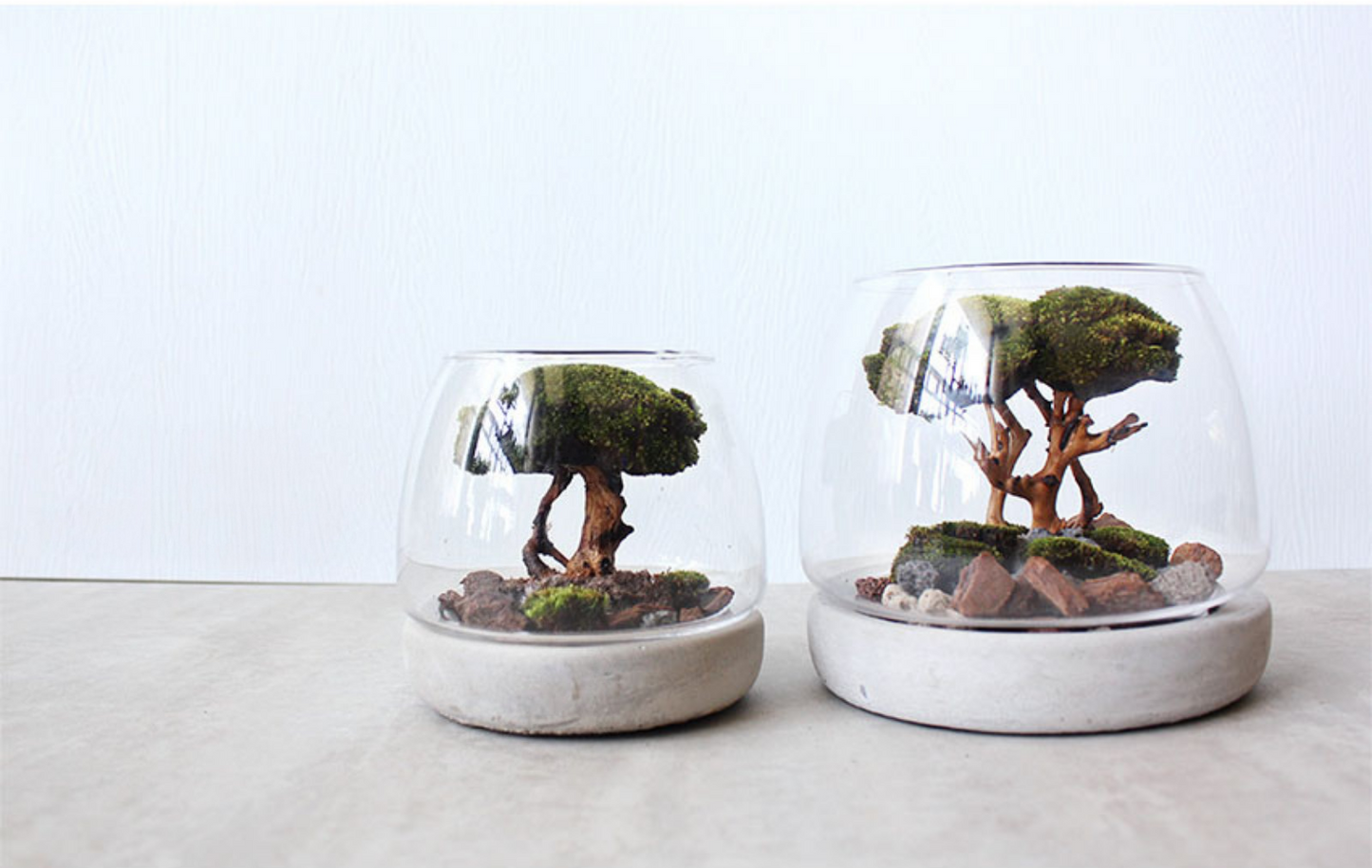 Miniature Rainforest Ecosystem Collection