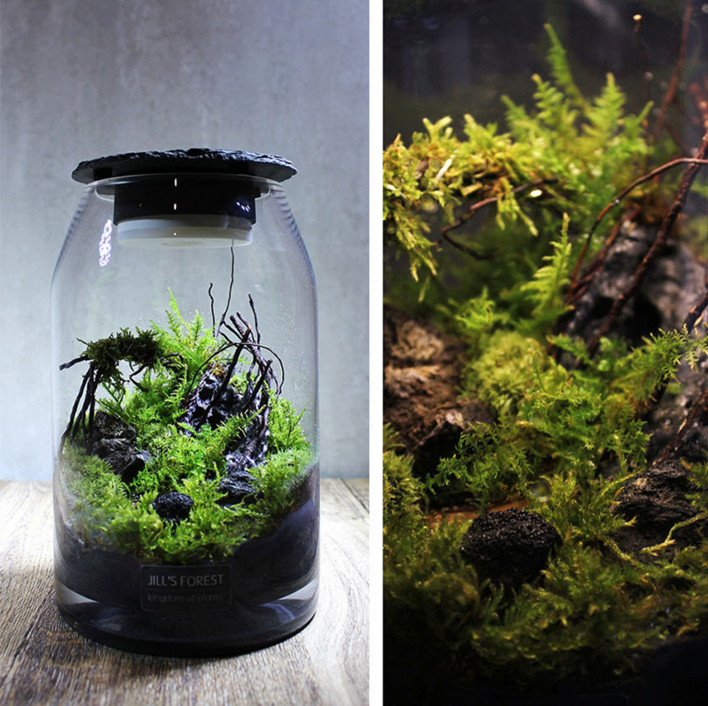 Miniature Rainforest Ecosystem Collection