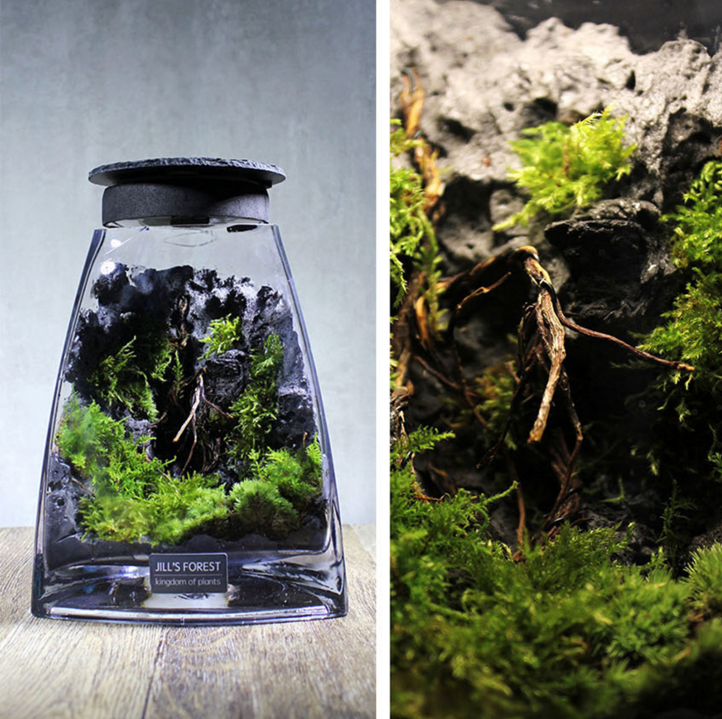 Miniature Rainforest Ecosystem Collection