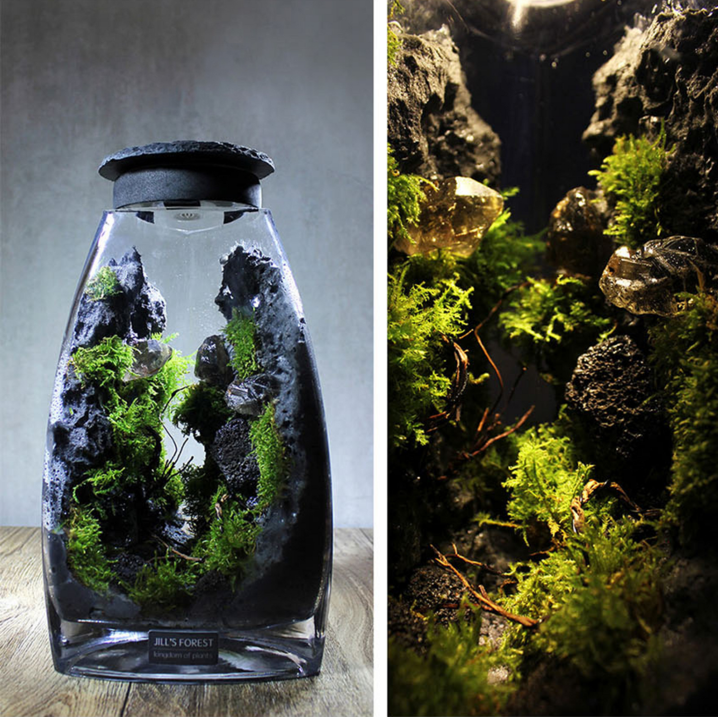 Miniature Rainforest Ecosystem Collection