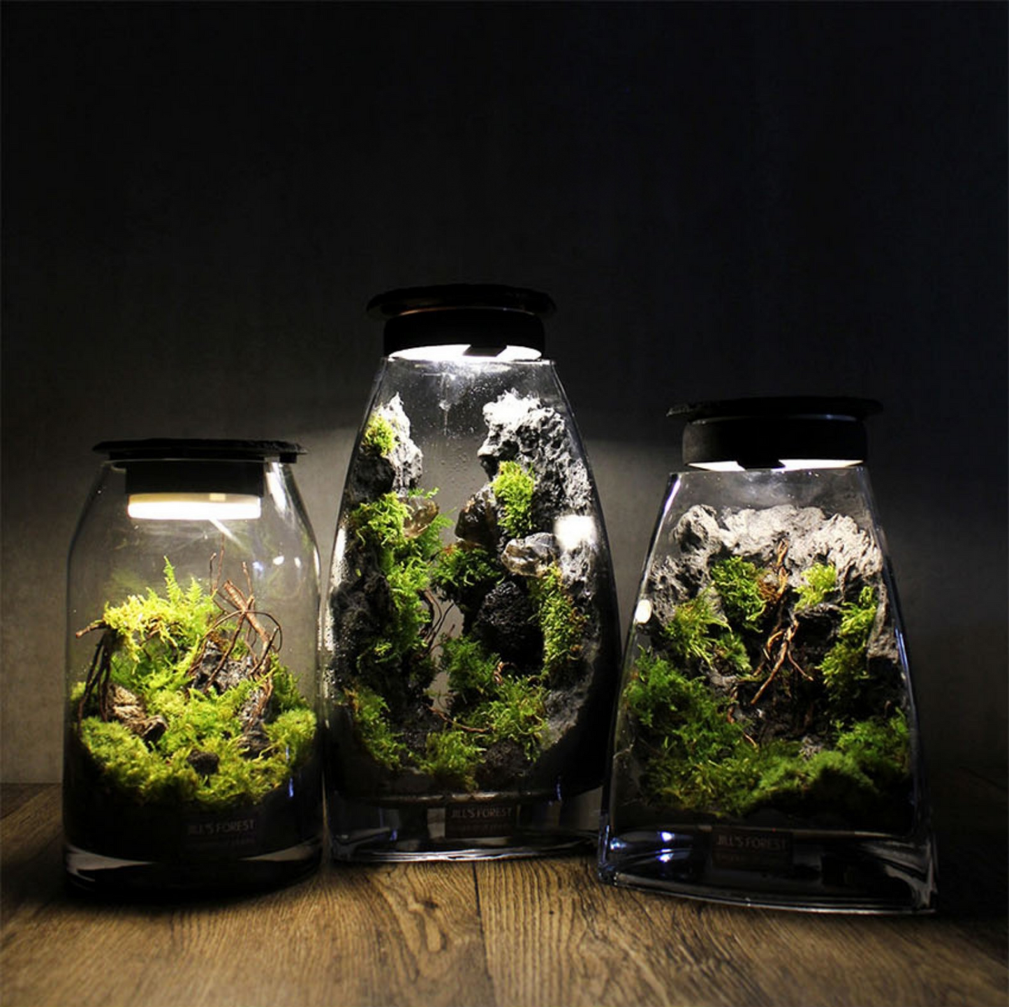 Miniature Rainforest Ecosystem Collection