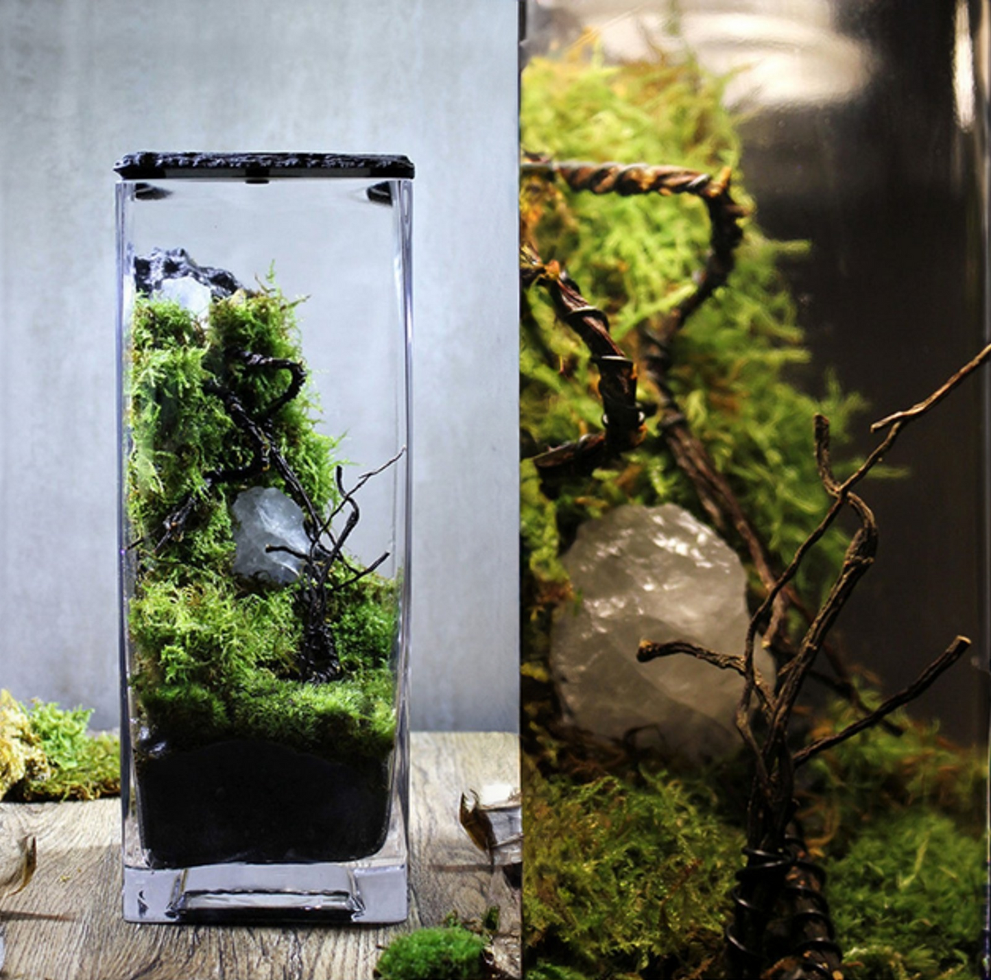 Miniature Rainforest Ecosystem Collection