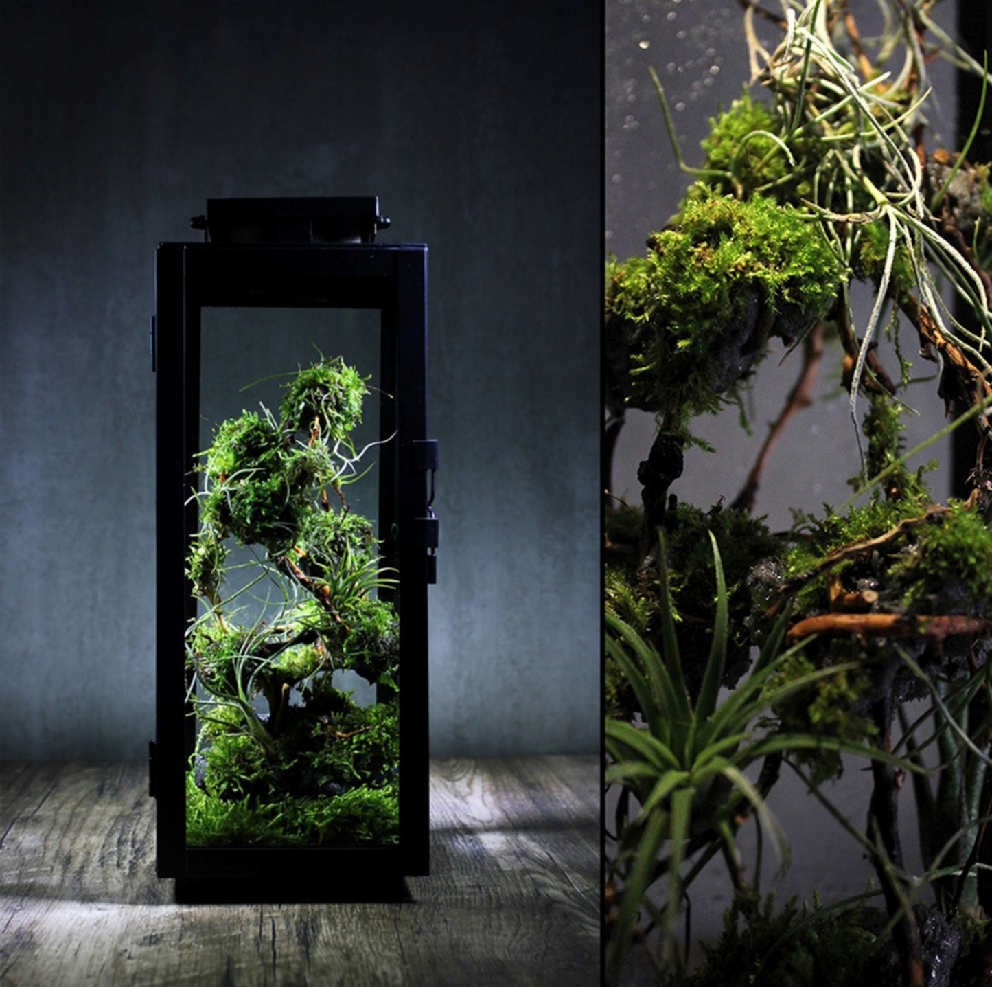 Miniature Rainforest Ecosystem Collection