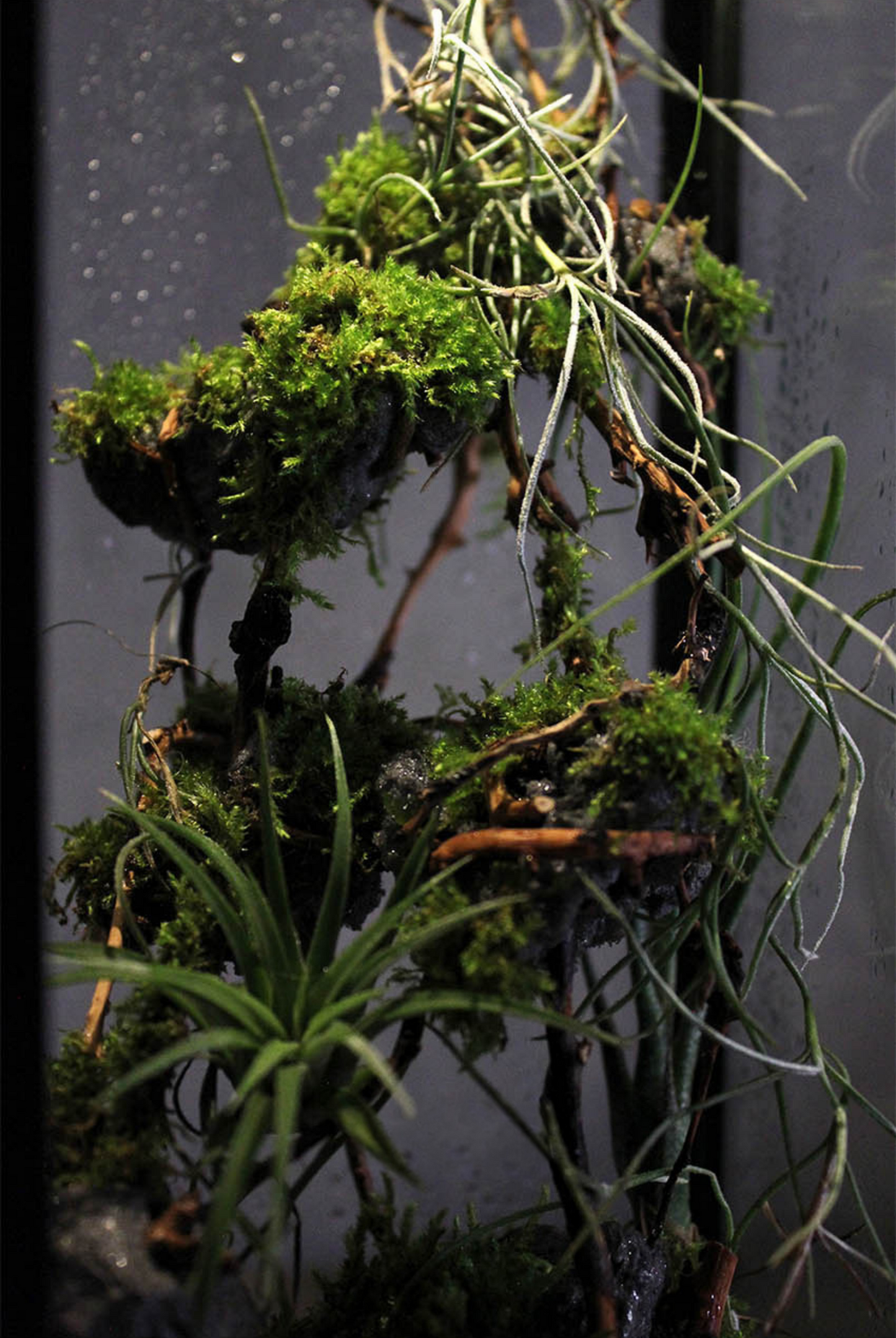 Miniature Rainforest Ecosystem Collection