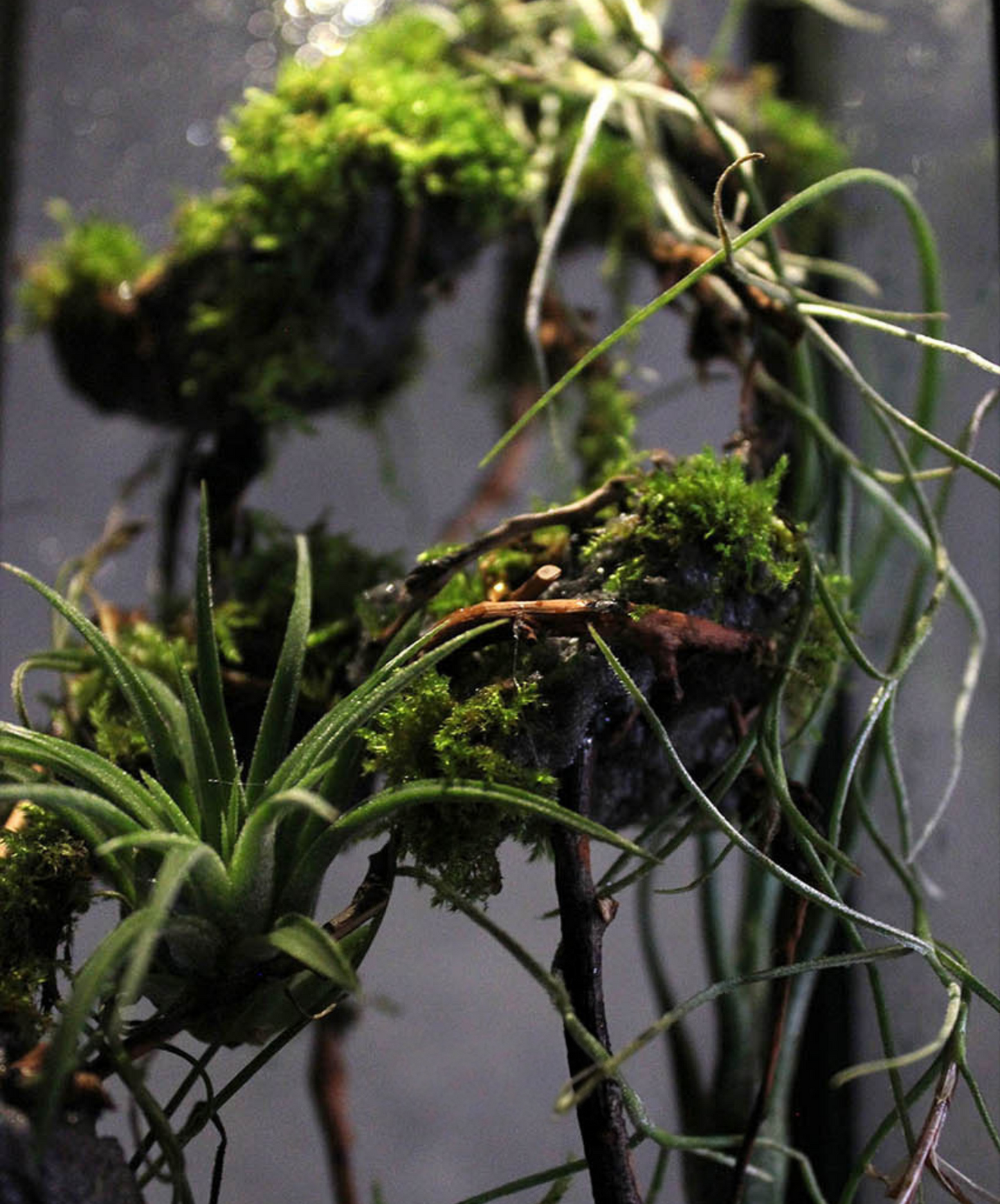 Miniature Rainforest Ecosystem Collection