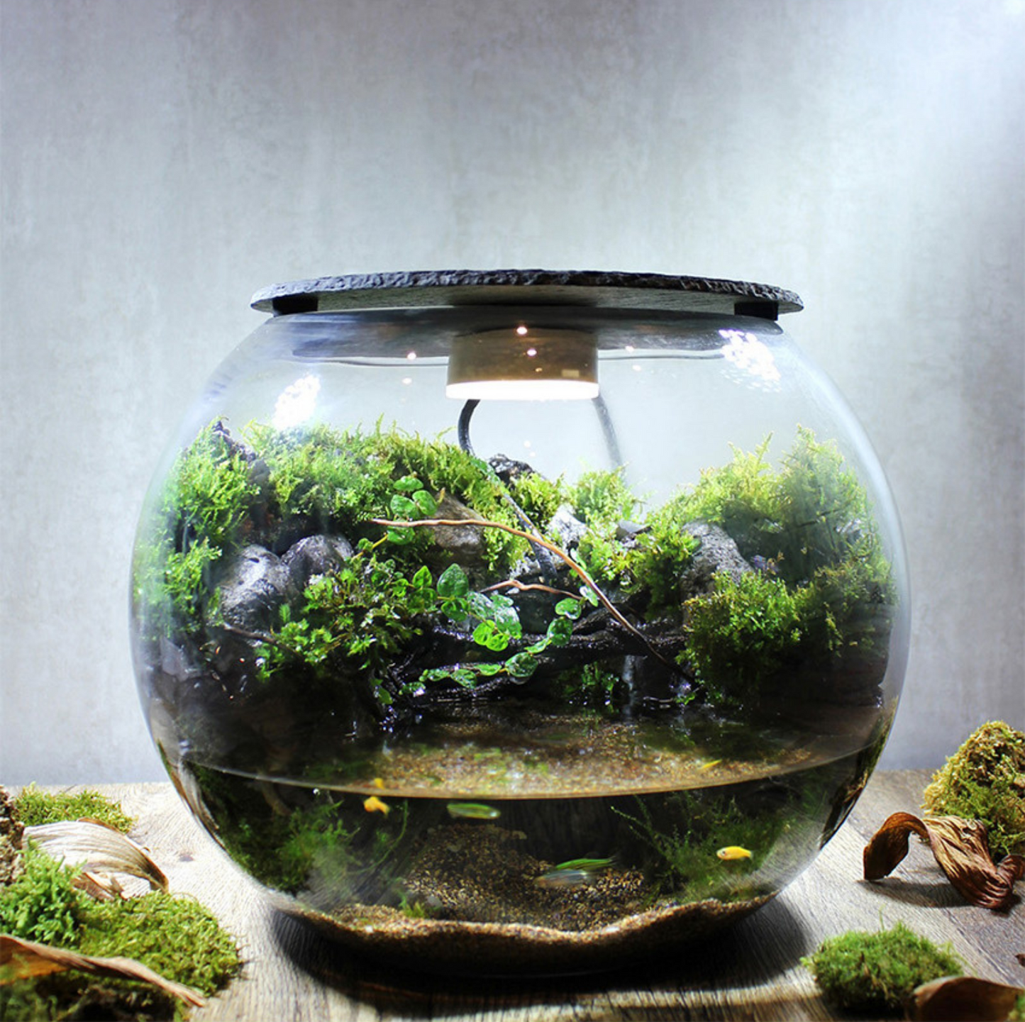 Miniature Rainforest Ecosystem Collection