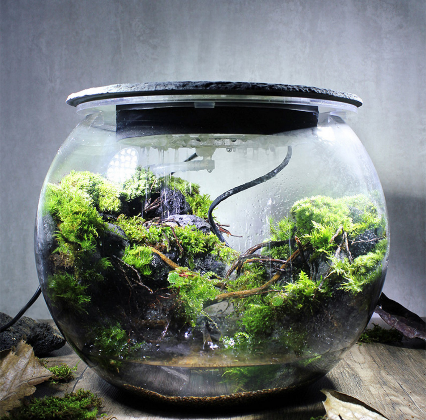 Miniature Rainforest Ecosystem Collection