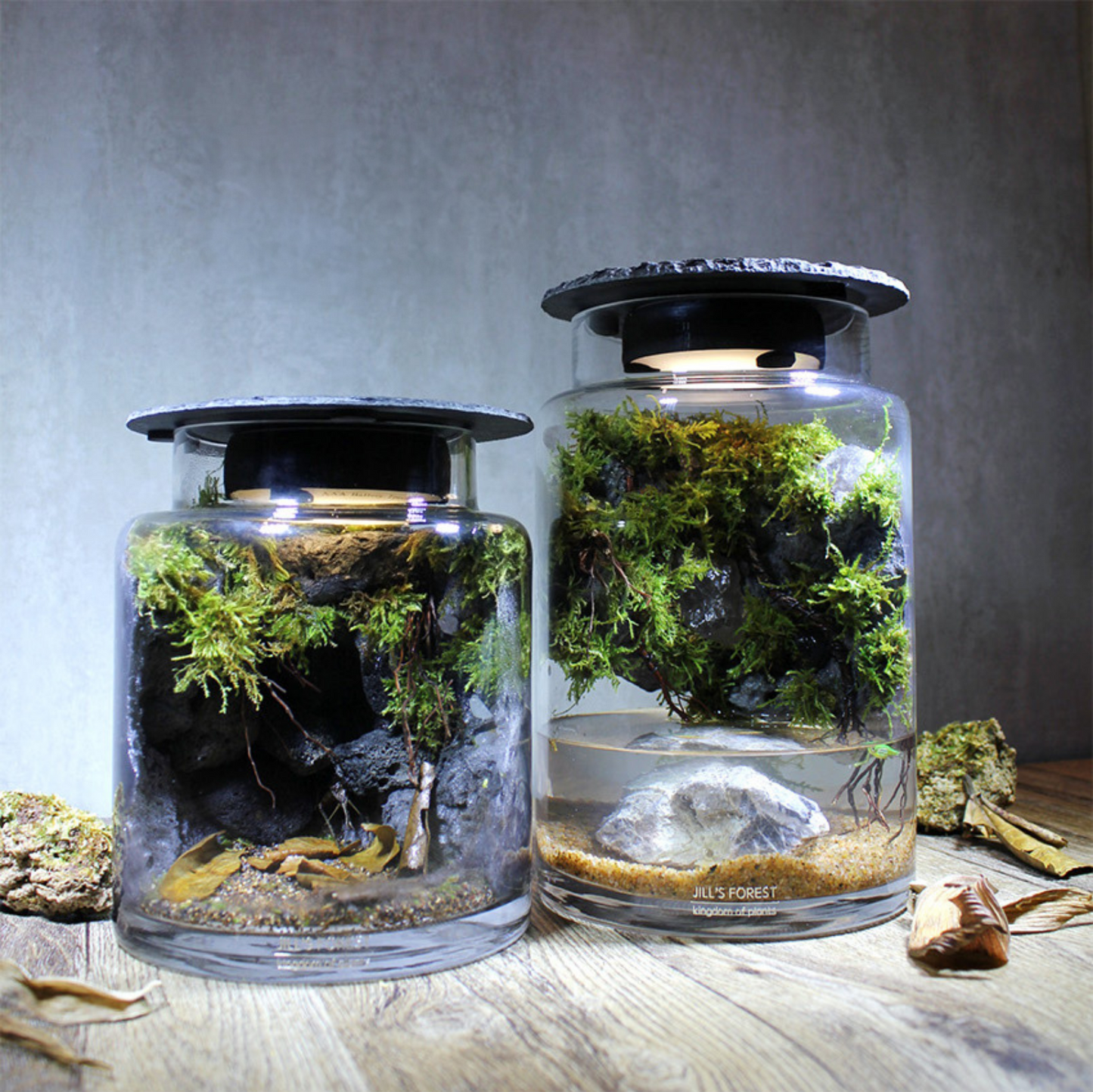 Miniature Rainforest Ecosystem Collection