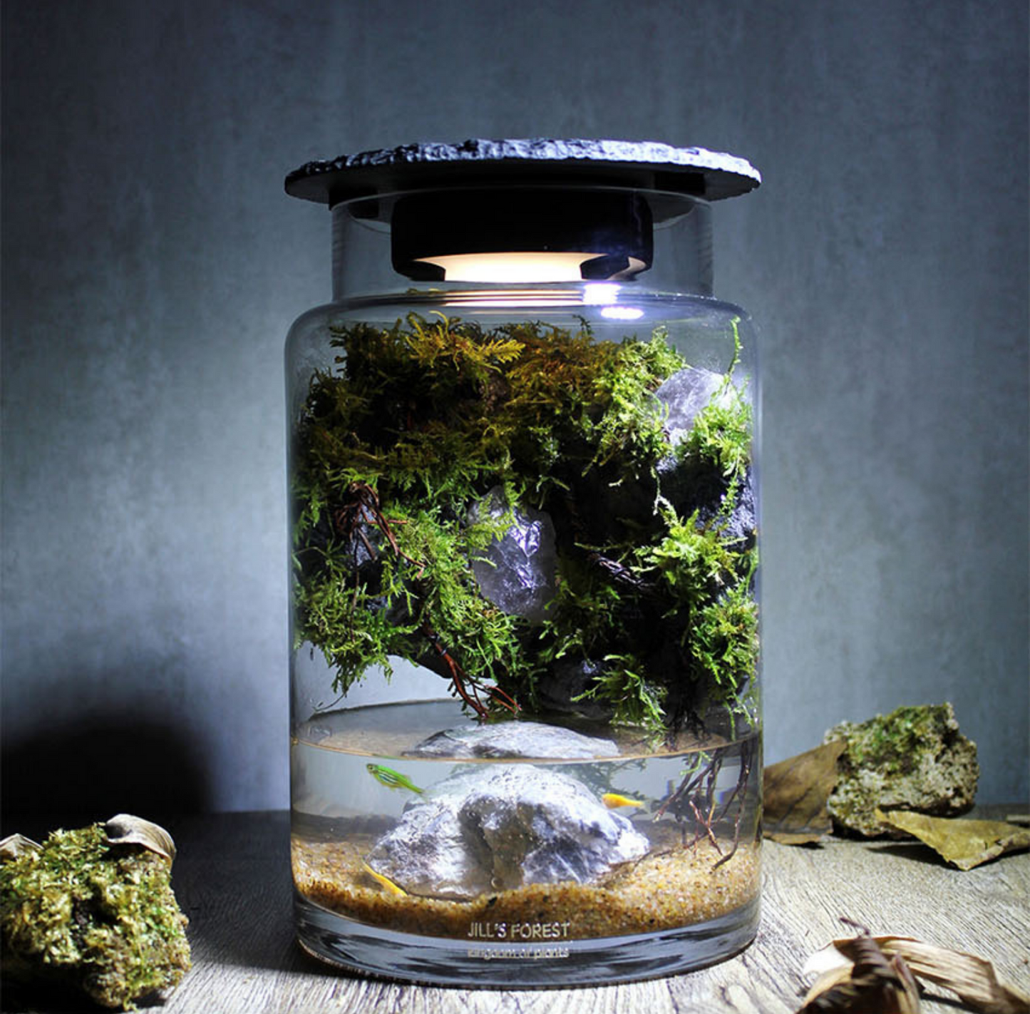 Miniature Rainforest Ecosystem Collection