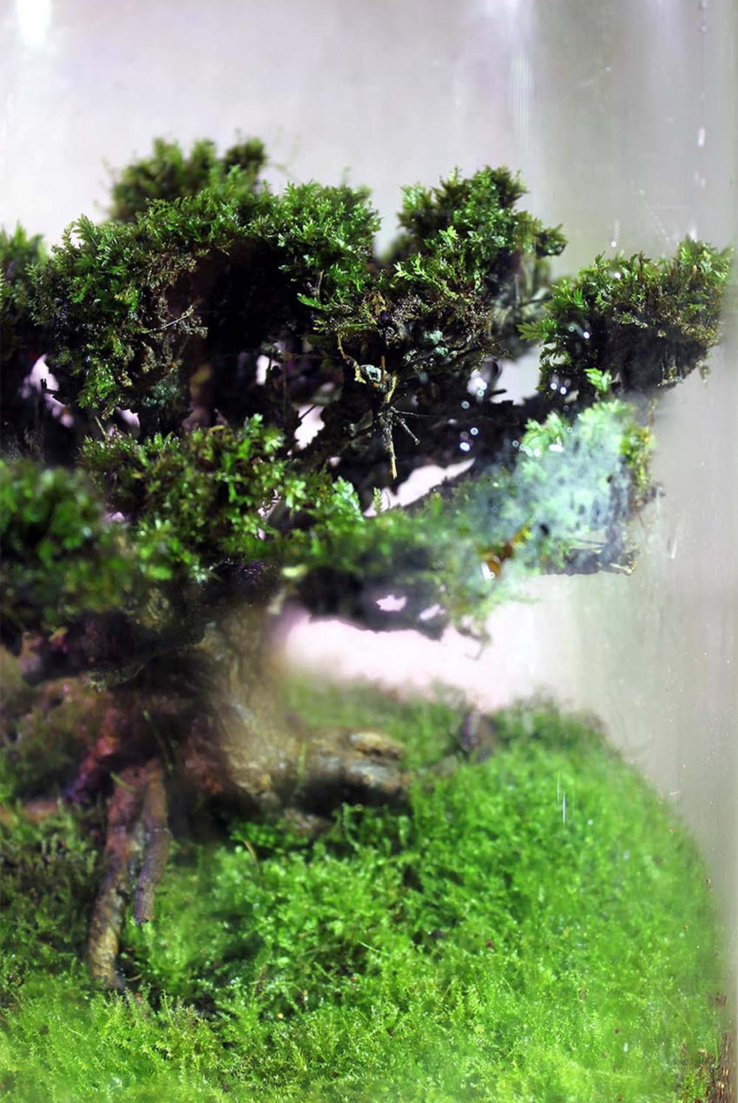 Miniature Rainforest Ecosystem Collection